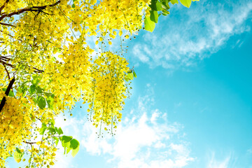 Cassia fistula. Thai golden flowers. Yellow bouquet. Thailand national flowers. Blooming flowers in summer of Thailand. Koon flowers