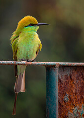 Green bee eater