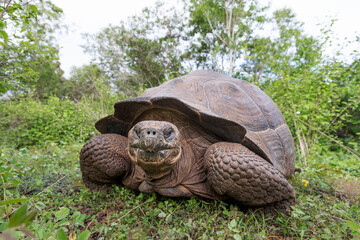 The most biggest turtle in the world. Galápagos giant tortoise, Chelonoidis niger. Galapagos Islands. Isabela island.