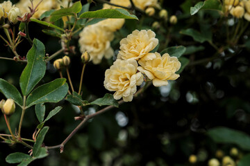 Rosa Banksiae pale yellow flowers