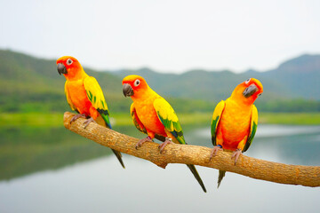 Fototapeta na wymiar Three sun conure parrot Beautiful is aratinga has yellow on Branch out background Blur mountains and sky. Focus on the middle bird (Aratinga solstitialis) exotic pet adorable, native to amazon.