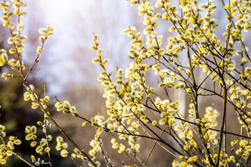 Blossoming willow in the early spring on a background of blue sky
