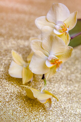 A branch of yellow orchids on a shiny gold background.
