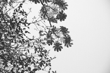 Galho de folhas em Preto & Branco