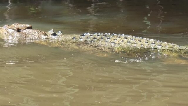 ducks on the river