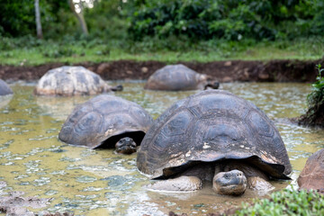 The most biggest turtle in the world. Gal&aacute;pagos giant tortoise, Chelonoidis niger. Galapagos Islands. Santa Cruz island.