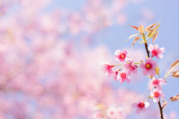 Fototapeta na wymiar Sakura flower background. Spring background with cherry flowers blossom