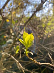 dim sunlight through young leaves