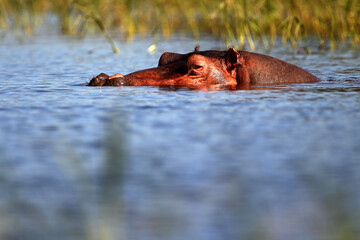 Fototapeta premium Hippopotame (hippopotamus amphibius)- Hippopotamus Africa