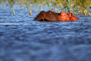 Hippopotame (hippopotamus amphibius)- Hippopotamus Africa