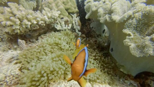 anemonefish (Amphiprionini) or clownfish at Sea anemone, diving in the colorful coral reef of Cabilao Island, Philippines, Asia