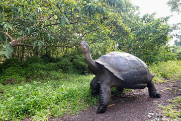 The most biggest turtle in the world. Galápagos giant tortoise, Chelonoidis niger. Galapagos Islands. Santa Cruz island.