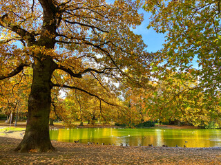 Ducks on autumn foliage in the park, Cologne, Germany