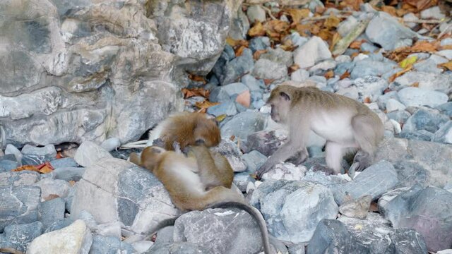 Three monkeys playing together on the rock near the beach in Thailand. Natural of wildlife on the beach. Monkey mother look at the baby monkey at the island. Nature and animal concept.