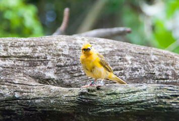 yellow bird