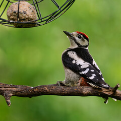 Juveniler Buntspecht