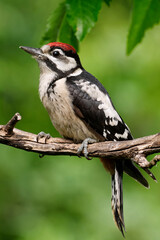 Juveniler  Buntspecht