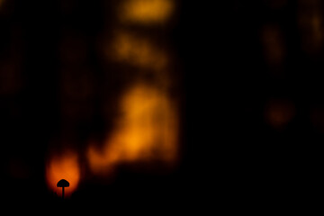Mushroom at sunset.