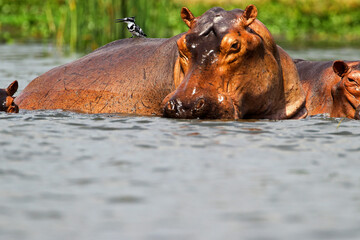 Hippopotame (hippopotamus amphibius)- Hippopotamus Africa