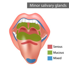 Minor salivary glands Mixed, Mucous, Serous. Anatomy