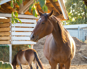 Brown horse at the stable in autumn sunset light