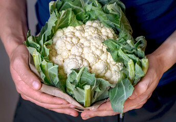 Hands holding cauliflower organic produce from farm