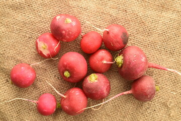 Organic ripe, light red radish on burlap, close-up.