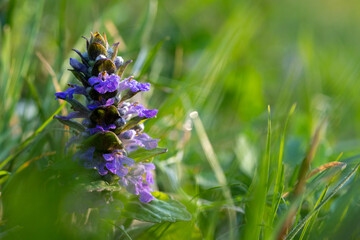 bugola, erba di san lorenzo