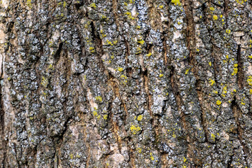 texture corteccia