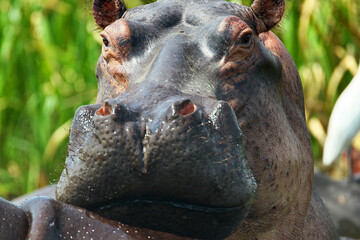 Fototapeta na wymiar Hippopotame (hippopotamus amphibius)- Hippopotamus Africa