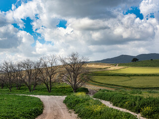 Spring landscape of green fields on a sunny beautiful day. Israel