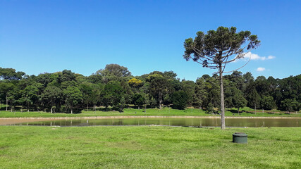 araucaria tree in a green field beside a lake