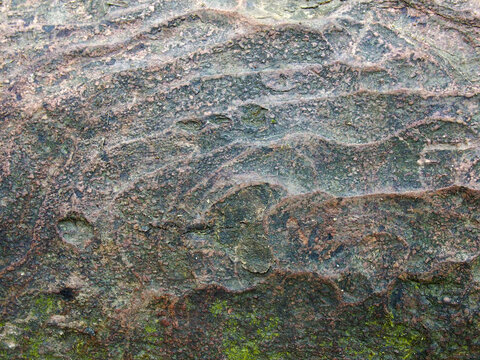 close up of an ancient worn tree trunk with rippled surface and moss