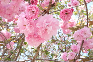 春の日差しを浴びた花が咲き乱れる風景