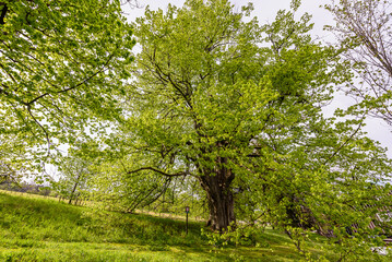 The memorable tree Sarbochova Lipa in Orlicke Hory, Czech republic.