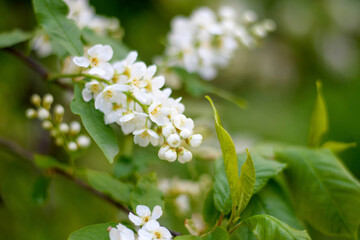 Bird cherry blossoms, beautiful natural background, spring season. 