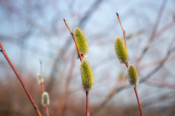 blooming willow on a twig.