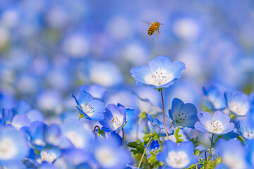 ネモフィラとミツバチ