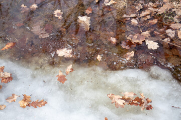 Oak leaves in melting ice