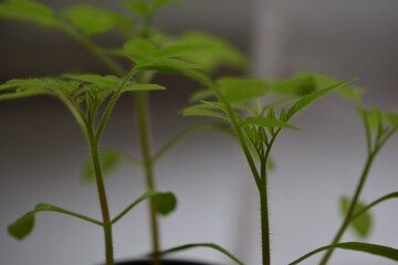 Young tomato plants as a side view and close up