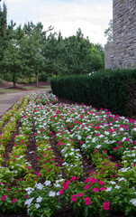 flowers in the garden