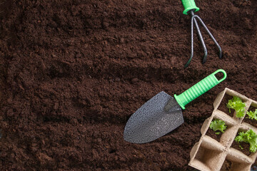 shovel, green seedlings in peat seedling pots and rake on the front of the plowed land. backyard...