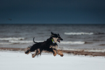 Wet afghan hound is running at the show beach