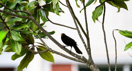 Common Blackbird, Turdus merula, perched on Tree branch during Spring, Braga, Portugal.
