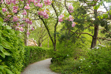 idyllic walkway at Westpark munich, green nature and blooming cherry tree
