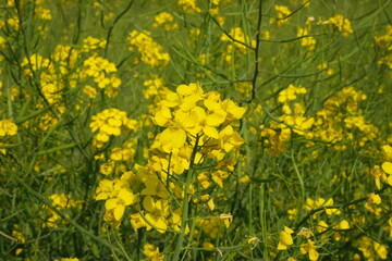 春の日差しを浴びた花が咲き乱れる風景