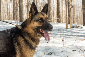 Shepherd dog on a leash with his tongue hanging out