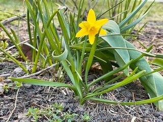 A young yellow narcissus blossomed under the spring sun, a beautiful delicate yellow flower. Spring flowers. Bright colors of spring in one flower.