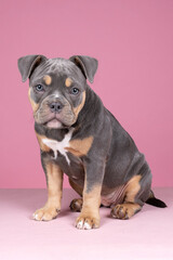 Portrait of a cute old english bulldog puppy looking at the camera on a pink background