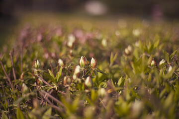 新緑ボヤっと。